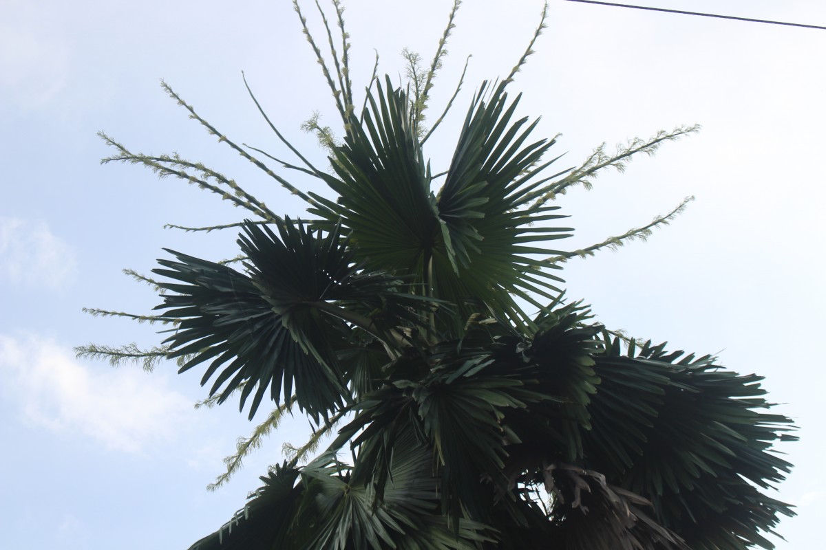 Corypha umbraculifera L.